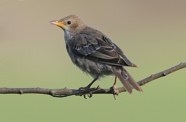Rose-coloured Starling