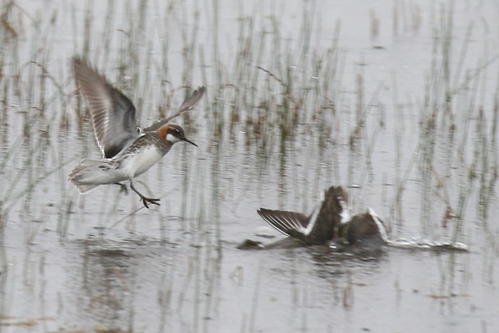 Red-necked Phalarope