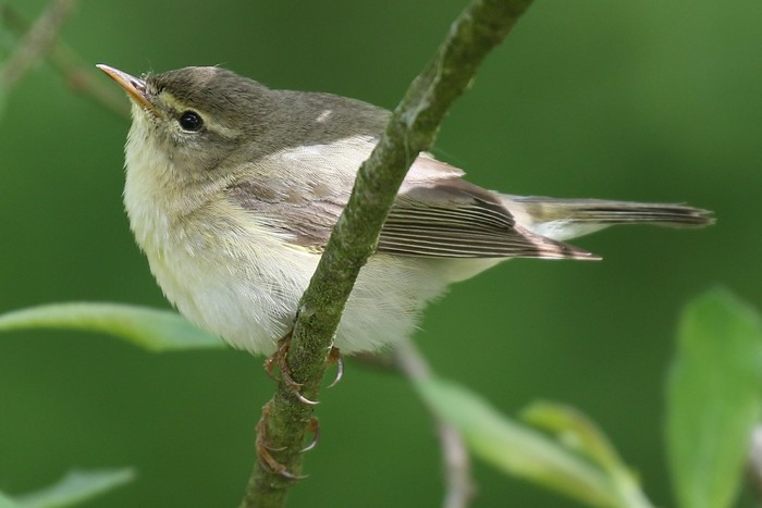 Willow Warbler
