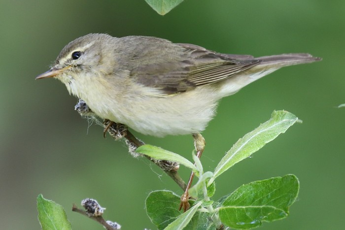 Willow Warbler