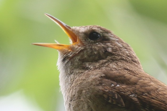 Wren 