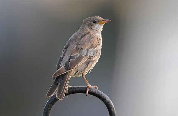 Rose-coloured Starling