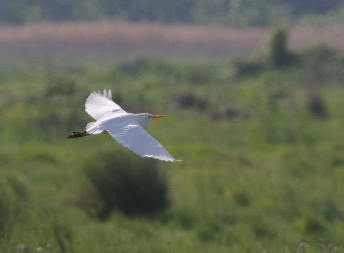 Cattle Egret