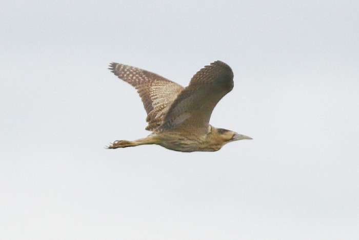 Bittern