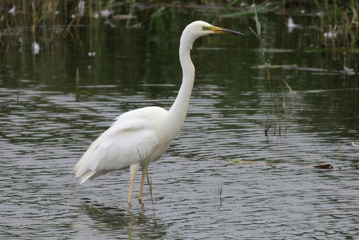 Great White Egret