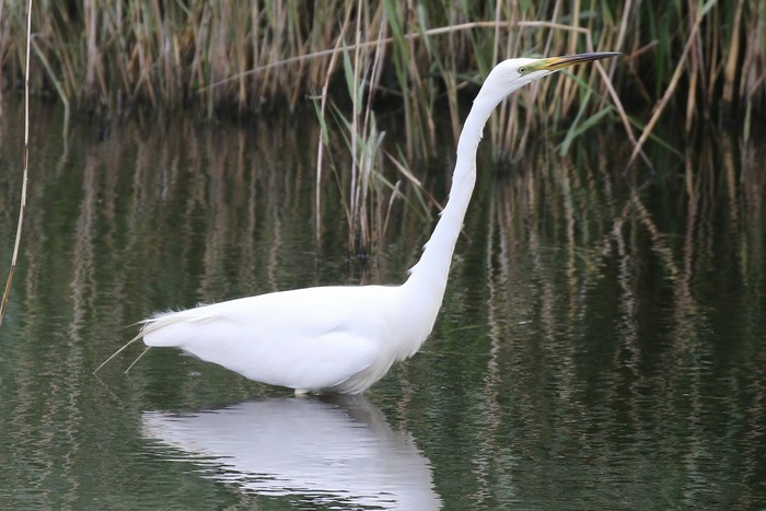 Great White Egret
