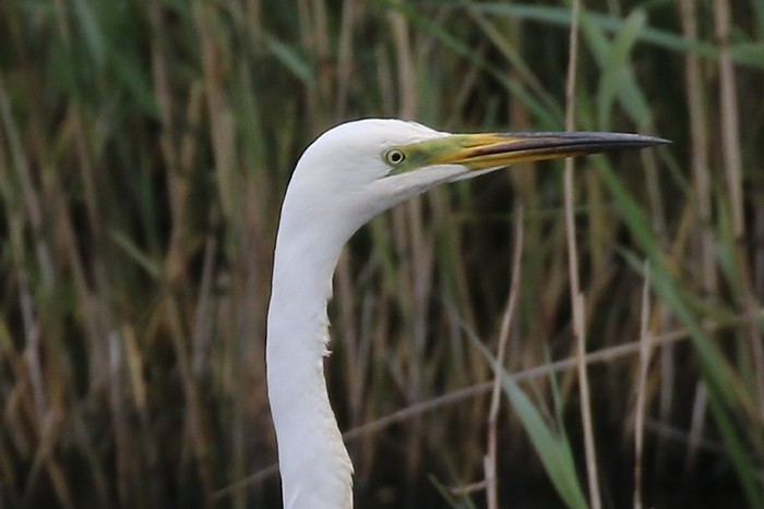 Great White Egret