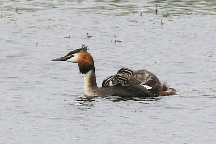 Great Crested Grebe
