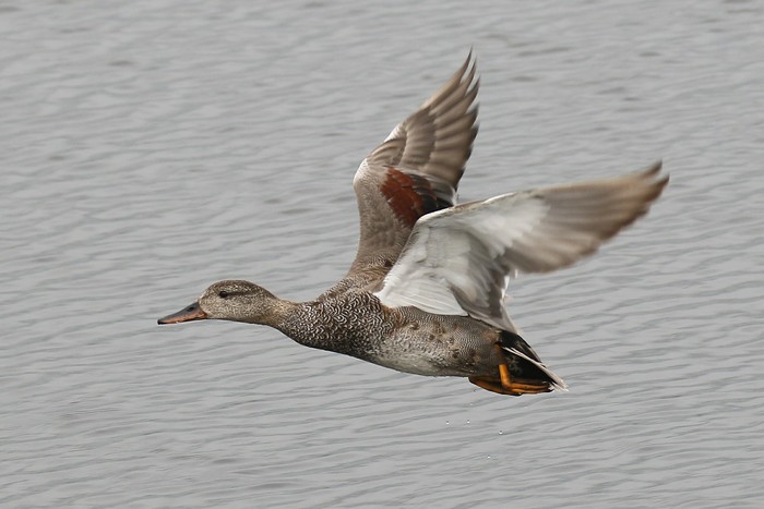 Gadwall