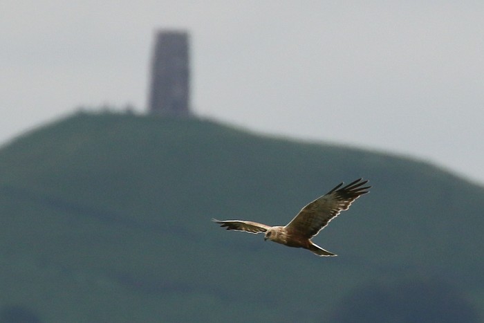 Marsh Harrier