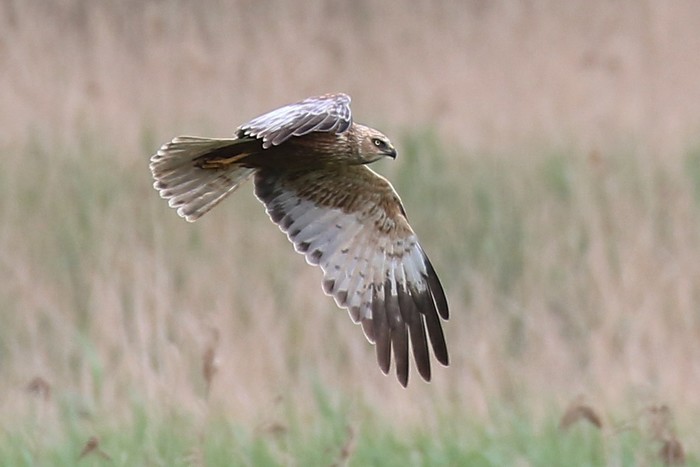 Marsh Harrier
