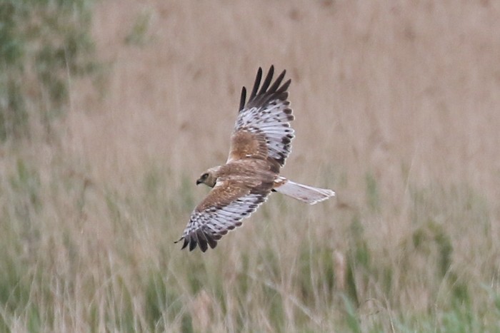 Marsh Harrier