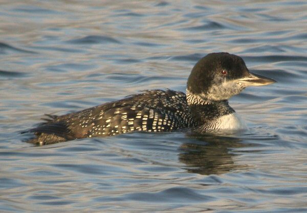Great Northern Diver