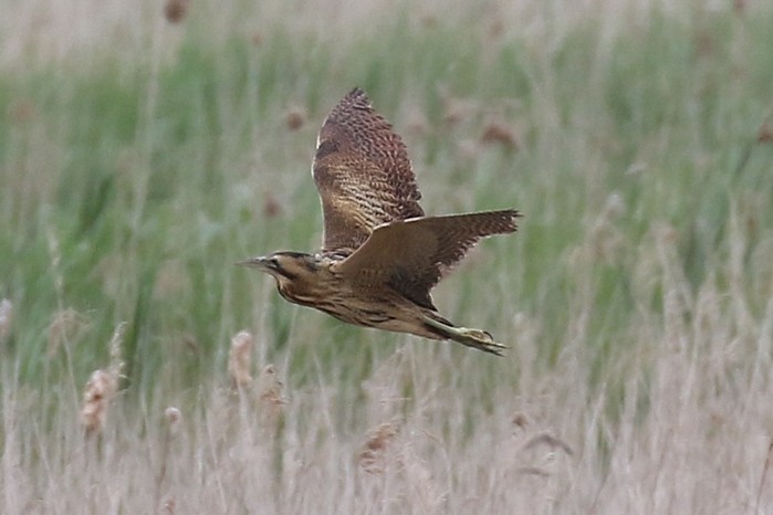 Bittern