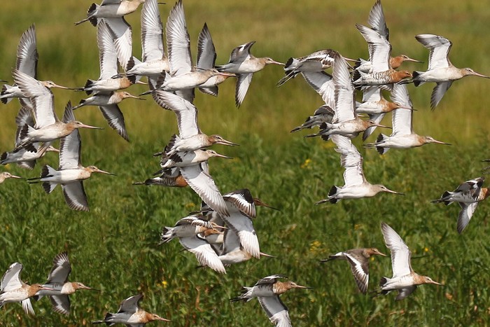 Black-tailed Godwit