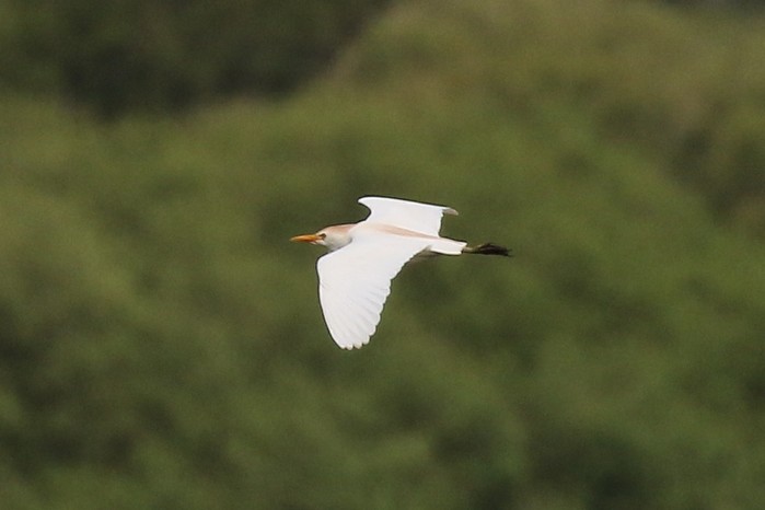 Cattle Egret