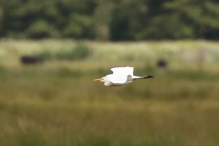Cattle Egret