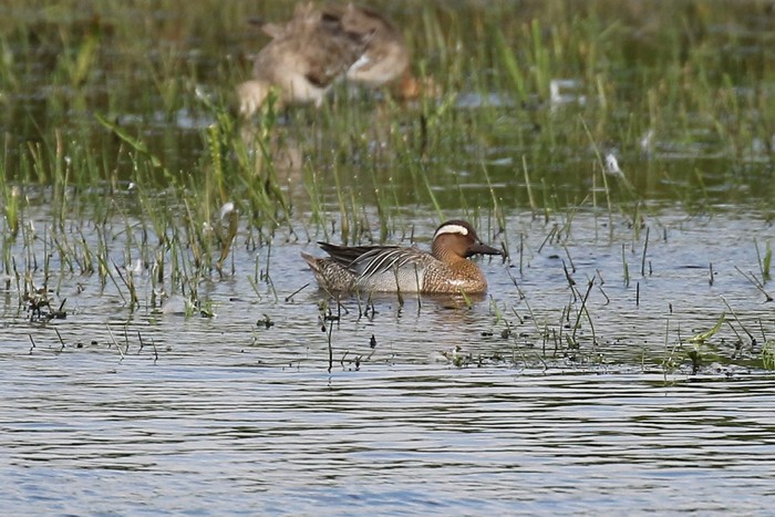 Garganey