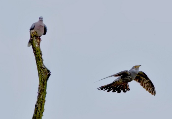 Turtle Dove