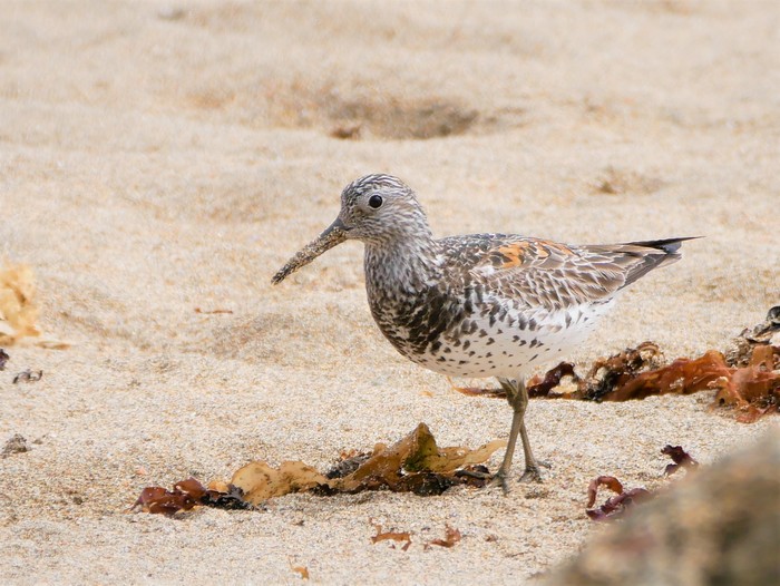 Great Knot
