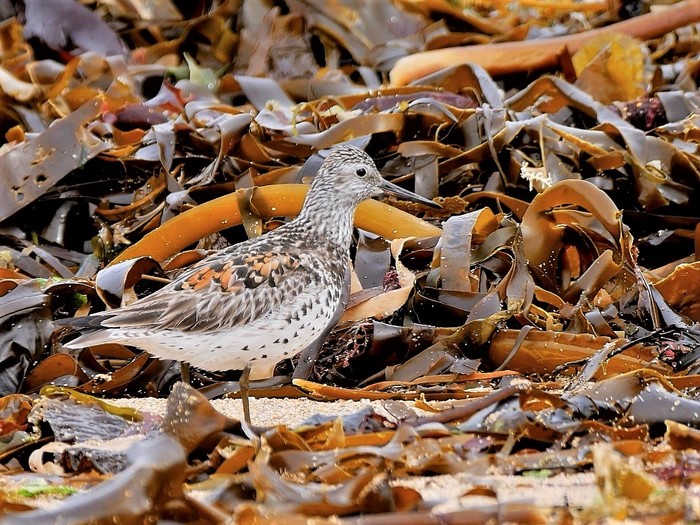 Great Knot