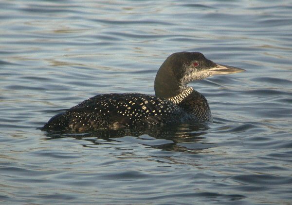 Great Northern Diver