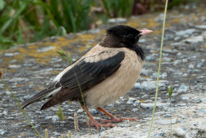 Rose-coloured Starling