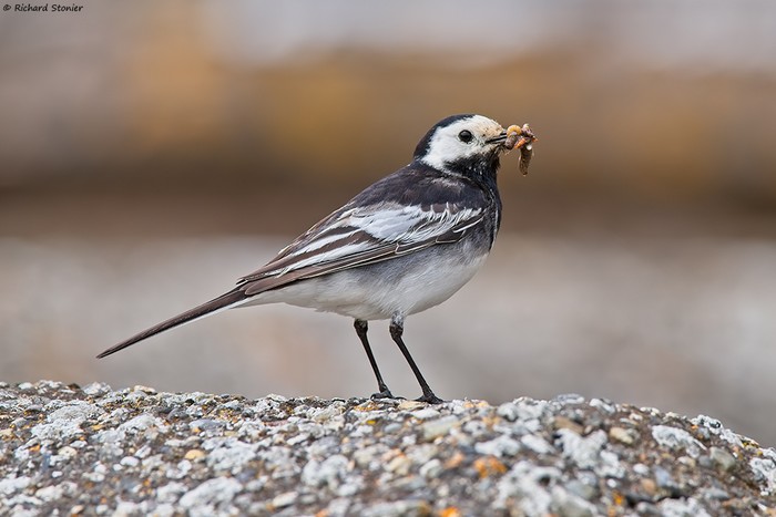 Pied Wagtail