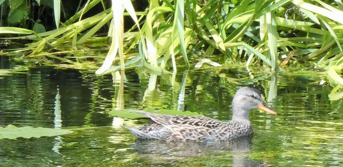 Gadwall