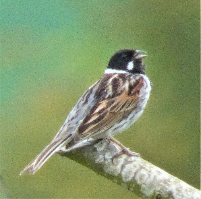 Reed Bunting