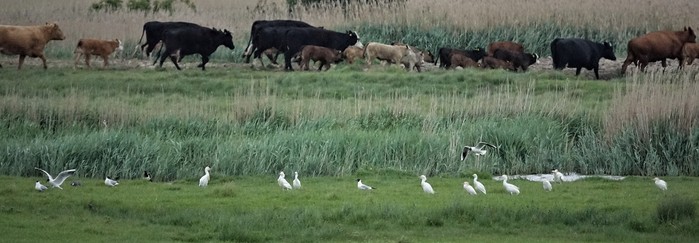 Cattle Egret