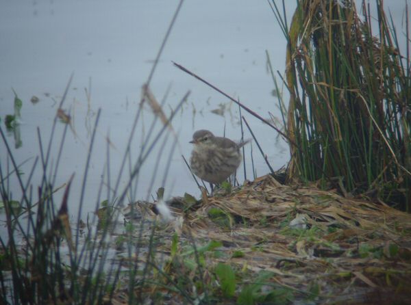 Water Pipit