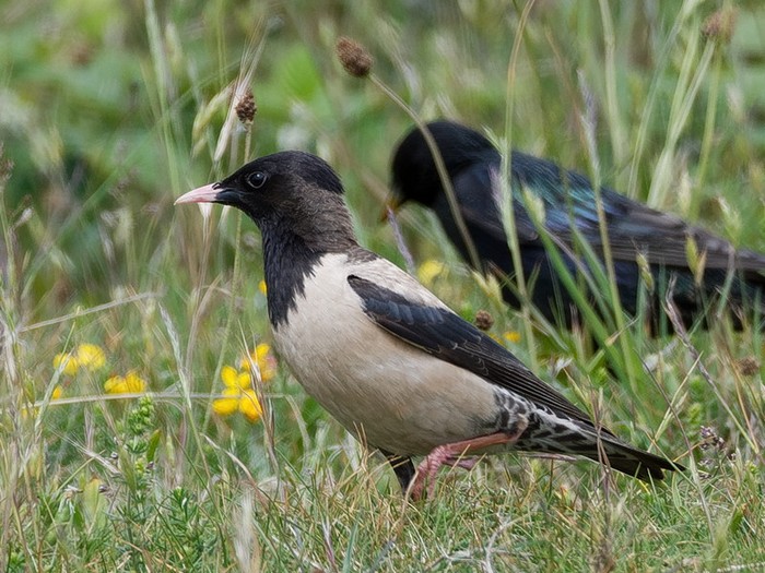 Rose-coloured Starling