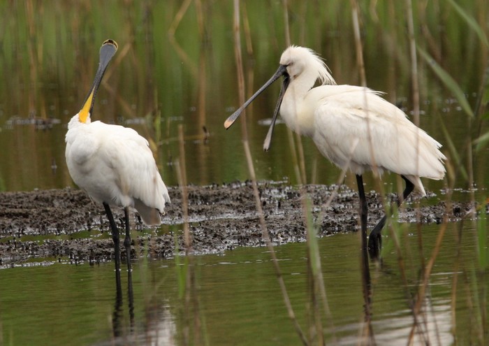 Spoonbill