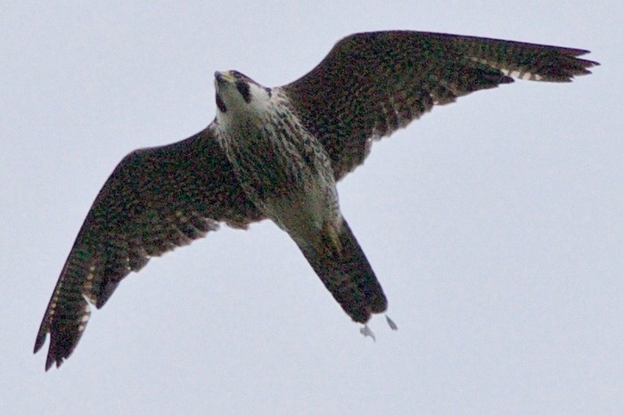 Peregrine