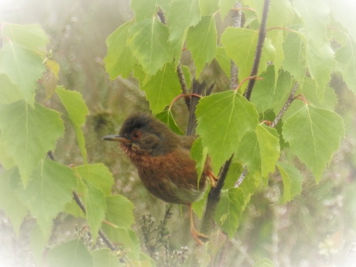 Dartford Warbler
