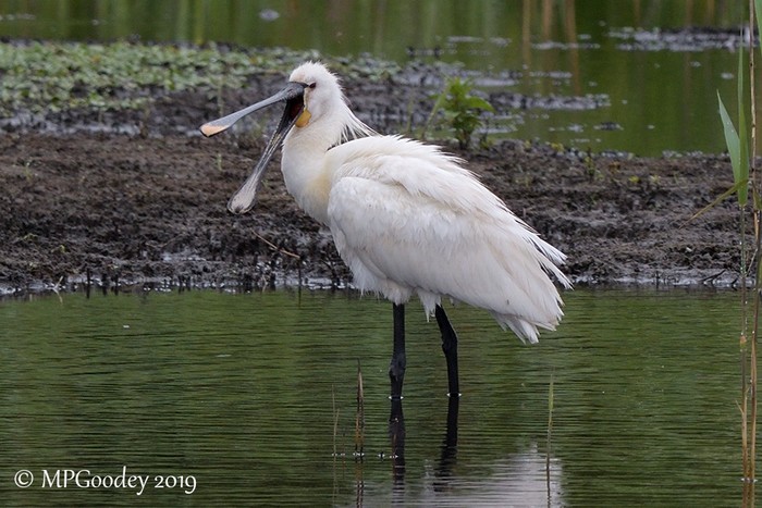Spoonbill