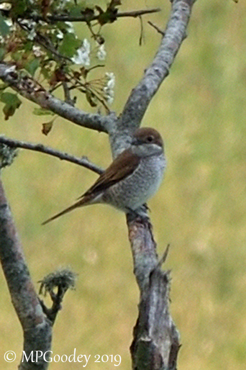 Red-backed Shrike