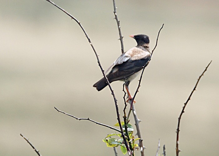 Rose-coloured Starling