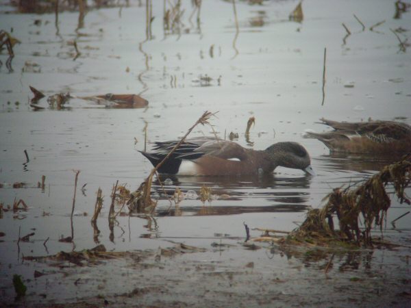American Wigeon