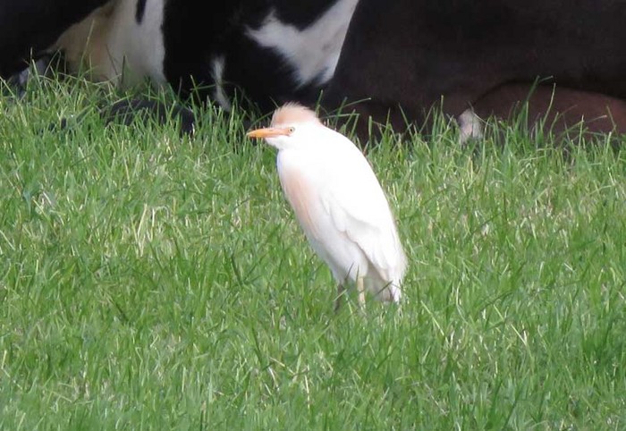 Cattle egret