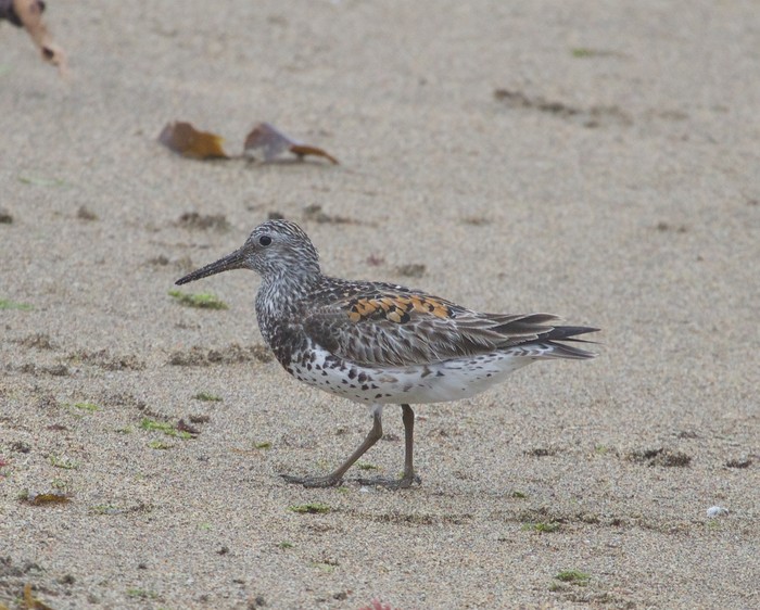 Great Knot