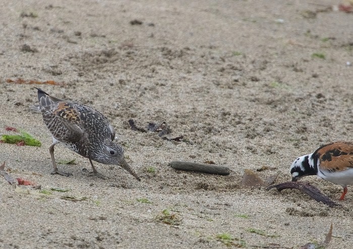 Great Knot