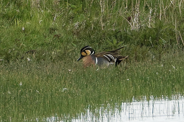 Baikal Teal