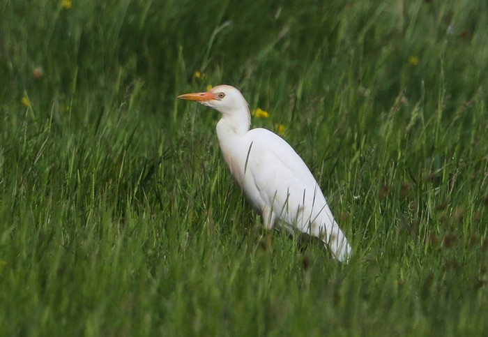 Cattle Egret