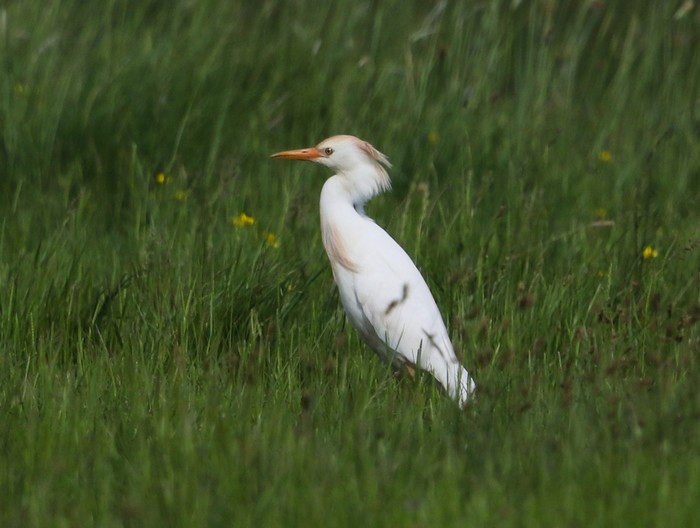 Cattle Egret