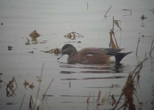 American Wigeon