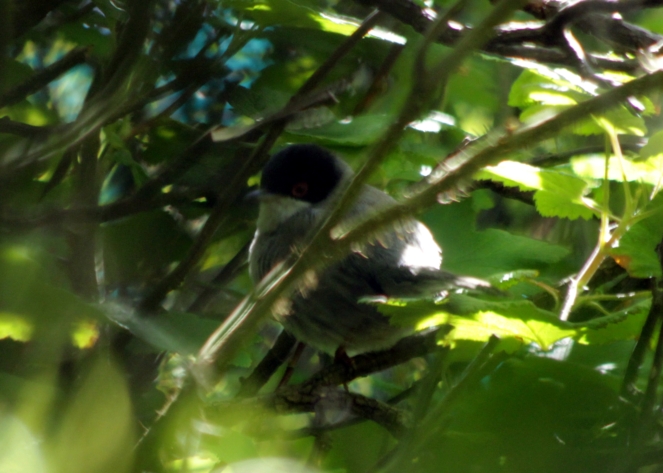 Sardinian Warbler