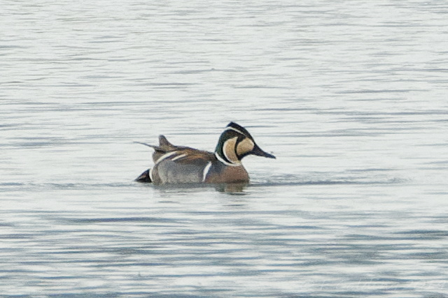 Baikal Teal