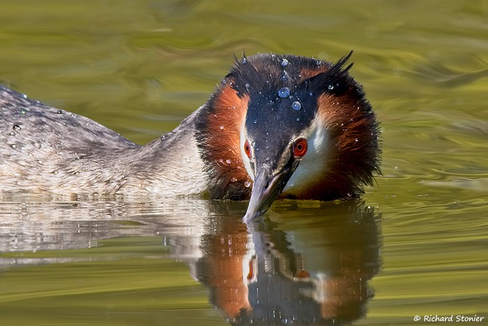 Great Crested Grebe